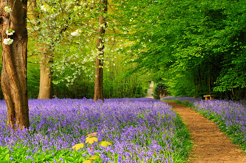 Bluebells at Hole Park Gardens