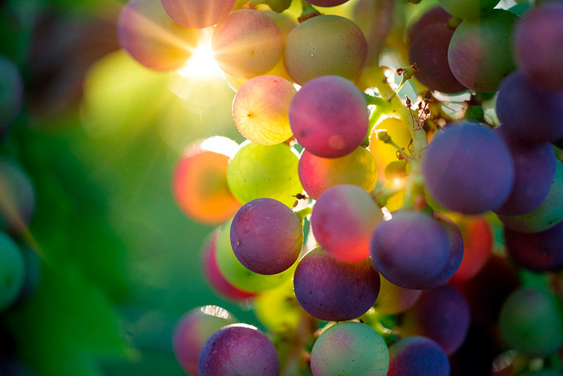 Grapes